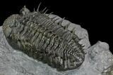 Spiny Drotops Armatus Trilobite - Excellent Preparation #125201-5